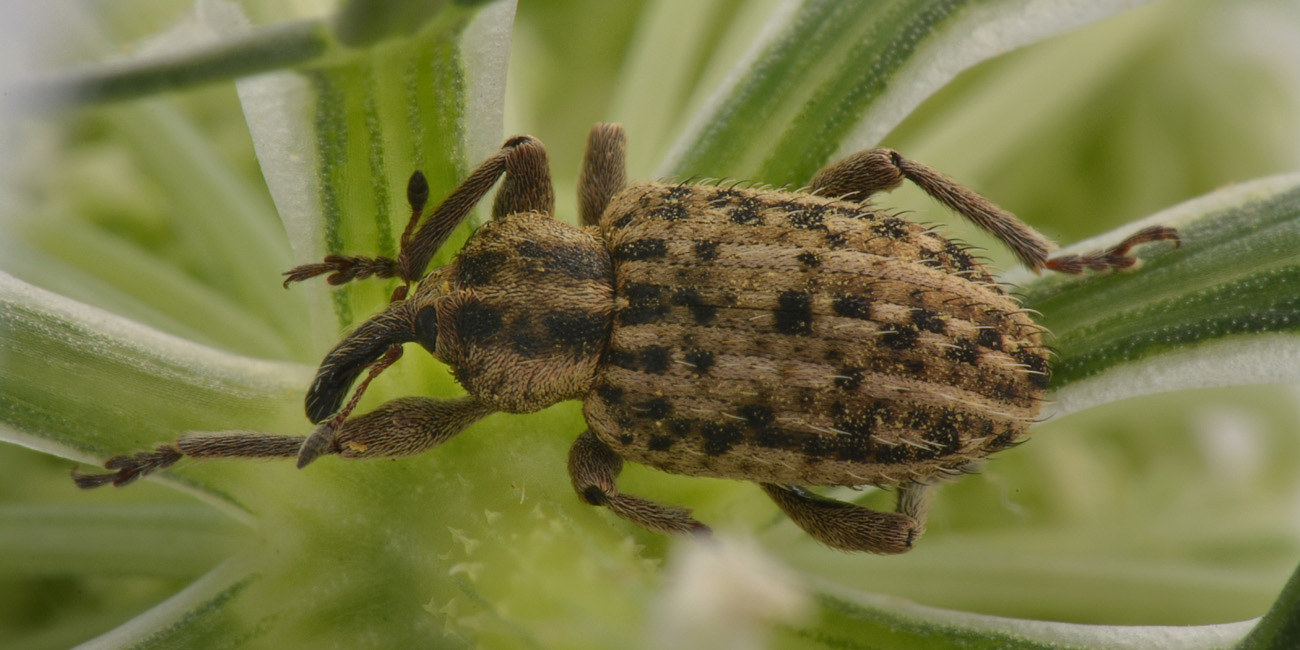 Curculionidae:  Hypera sp?    S, Hypera (Tigrinellus) pastinacae